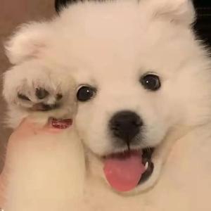 孩娃Fide0SⅩ娇小摘花
